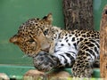 Leopard from the Prague zoo Royalty Free Stock Photo