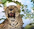 Leopard, predator, animal, Teeth, opened mouth, sp