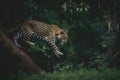 A leopard predator jumps out of the green jungle, close-up. Carnivore animal hunter of the wild. AI generated.