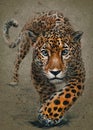 Leopard predator watercolor painting animals background texture Royalty Free Stock Photo