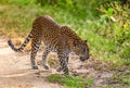 Leopard with prey is on the road. Very rare shot.