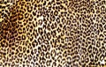 Leopard print