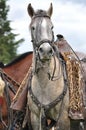 Leopard print chagra pony