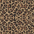 Leopard print pattern with irregular black and brown rosette spots on a tan backgrou Royalty Free Stock Photo