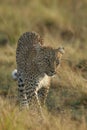 Leopard on the prawl Royalty Free Stock Photo