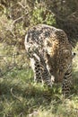 Leopard Prowl Royalty Free Stock Photo