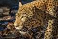 Leopard on the prowl at Erindi private game reserve, Namibia, Africa Royalty Free Stock Photo