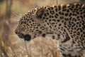 Leopard on the prowl in Kruger National Park