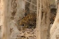 Leopard on prowl in pench national park Royalty Free Stock Photo