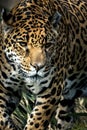 Leopard prowling on grassy ground in sunlight.