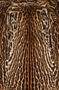 Leopard real fur texture Royalty Free Stock Photo