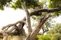 Leopard relaxed lying in a tree in natural habitat, Okavango Delta, Botswana