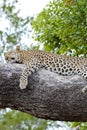 Leopard relaxed lying on tree. Sleeping leopard in Botswana, Africa