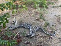 Leopard relaxing on the ground