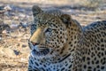 Leopard relaxing in the shade in Namibia, Africa Royalty Free Stock Photo