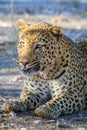 Leopard relaxing in the shade in Namibia, Africa Royalty Free Stock Photo