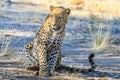 Leopard relaxing in the shade in Namibia, Africa Royalty Free Stock Photo