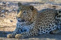 Leopard relaxing in the shade in Namibia, Africa Royalty Free Stock Photo