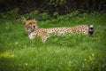 A Leopard rest in the Tree Shadow Royalty Free Stock Photo