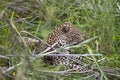 Leopard resting