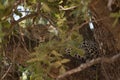 Leopard resting on a branch in the Ruaha national park. Royalty Free Stock Photo