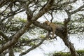 Leopard resting on a branch, Serengeti