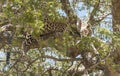 Leopard resting Royalty Free Stock Photo