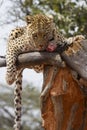 Leopard resting after eating meat