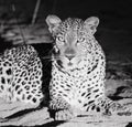 Leopard resting