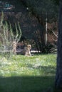 Leopard resting on green grass in a zoo Royalty Free Stock Photo