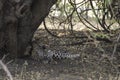 Leopard resting after a kill and good meal