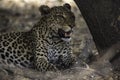 Leopard resting after a kill and good meal