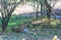 Leopard resting after lunch. Kenya, Africa Royalty Free Stock Photo