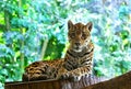 Leopard resting lying on a background of lush tropical vegetation