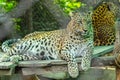 A Leopard resting on a machaan Royalty Free Stock Photo