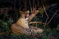 Leopard in Sabi Sands Game Reserve Royalty Free Stock Photo