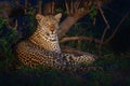 Leopard in Sabi Sands Game Reserve Royalty Free Stock Photo