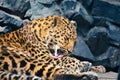 Leopard resting in the zoo Royalty Free Stock Photo