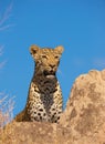 Leopard resting on the rock Royalty Free Stock Photo