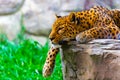 Leopard resting on a rock