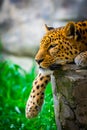 Leopard resting on a rock