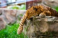 Leopard resting on a rock Royalty Free Stock Photo