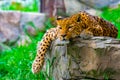 Leopard resting on a rock Royalty Free Stock Photo