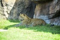 Leopard resting in the shade Royalty Free Stock Photo