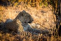 Leopard resting in the shade in the bush during morning Royalty Free Stock Photo