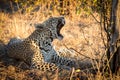 Leopard resting in the shade in the bush during morning Royalty Free Stock Photo