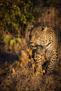 Leopard resting in the shade in the bush during morning Royalty Free Stock Photo