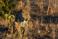 Leopard resting in the shade in the bush during morning Royalty Free Stock Photo