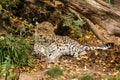 Leopard is resting in the shade Royalty Free Stock Photo