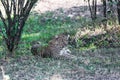 Leopard resting in the shade. Kenya, Africa Royalty Free Stock Photo